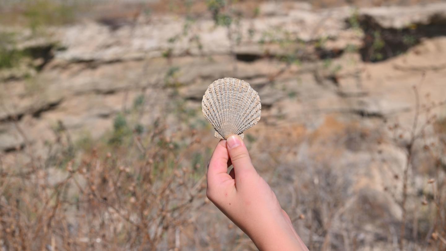A hand holds a small seashell against a rocky, natural background.