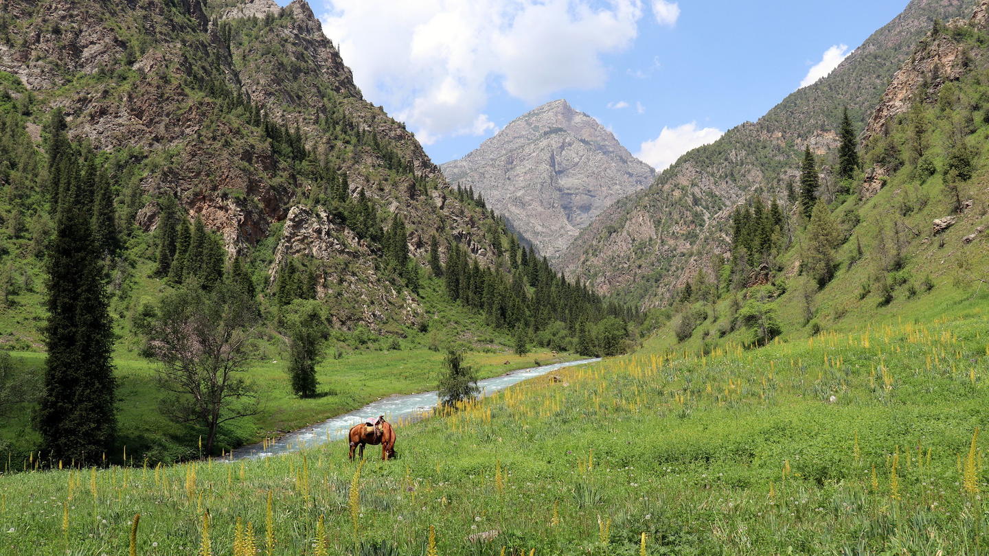 Lush green valley with a river, surrounded by mountains and trees under a blue sky.