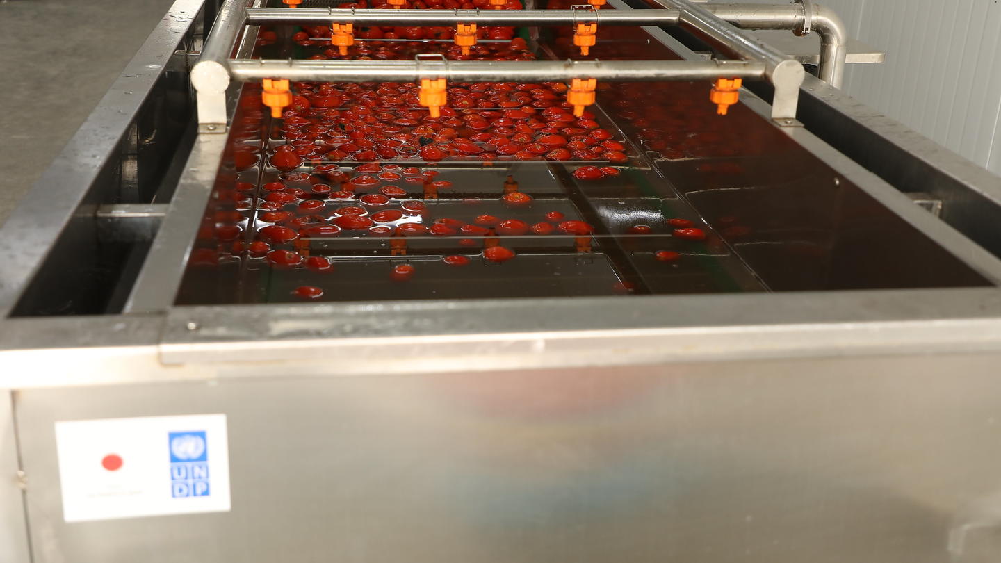 A stainless steel container filled with red tomatoes, with a conveyor system above.