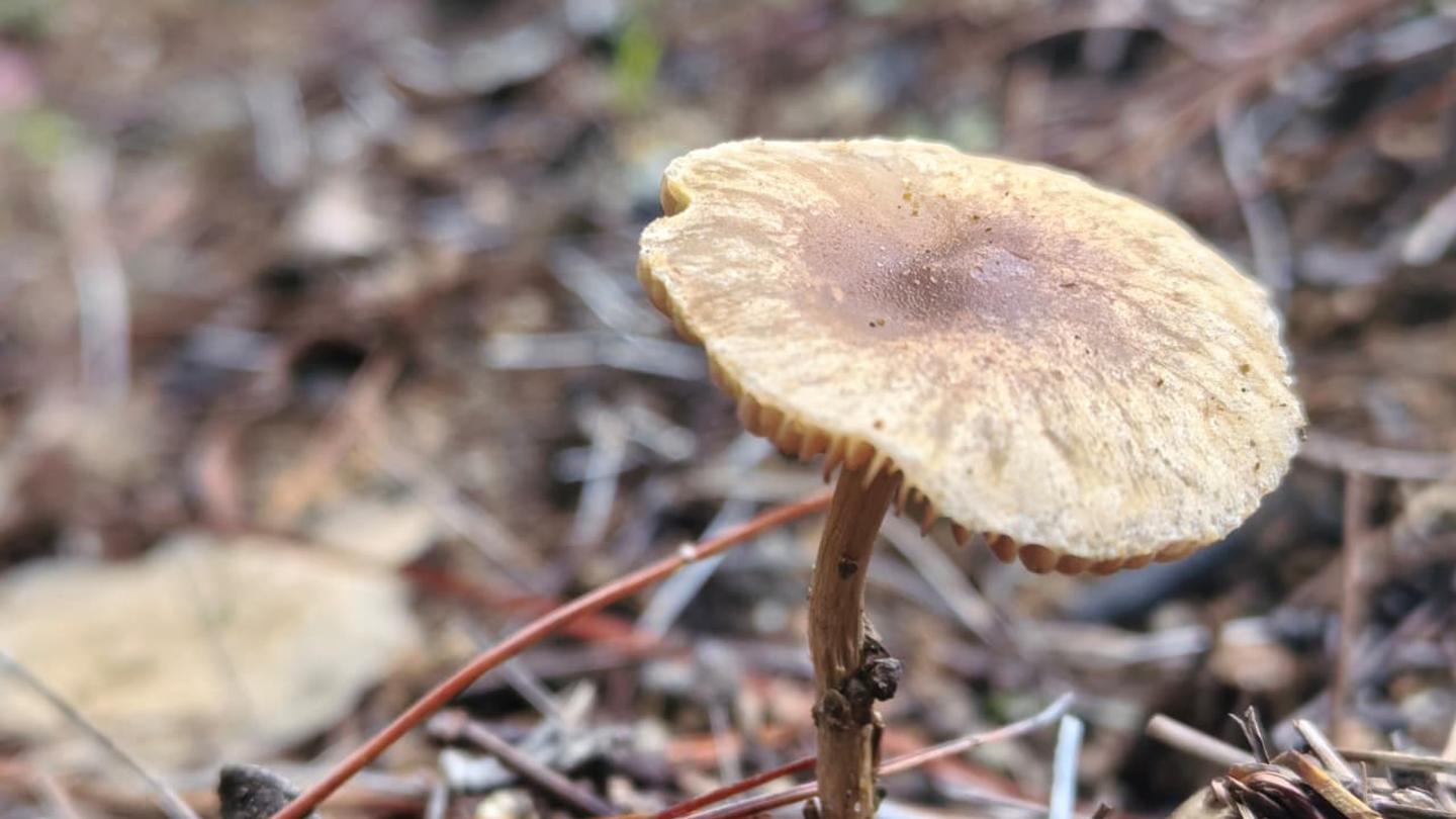 Brown-capped mushroom with a slender stem among pine needles on a forest floor.