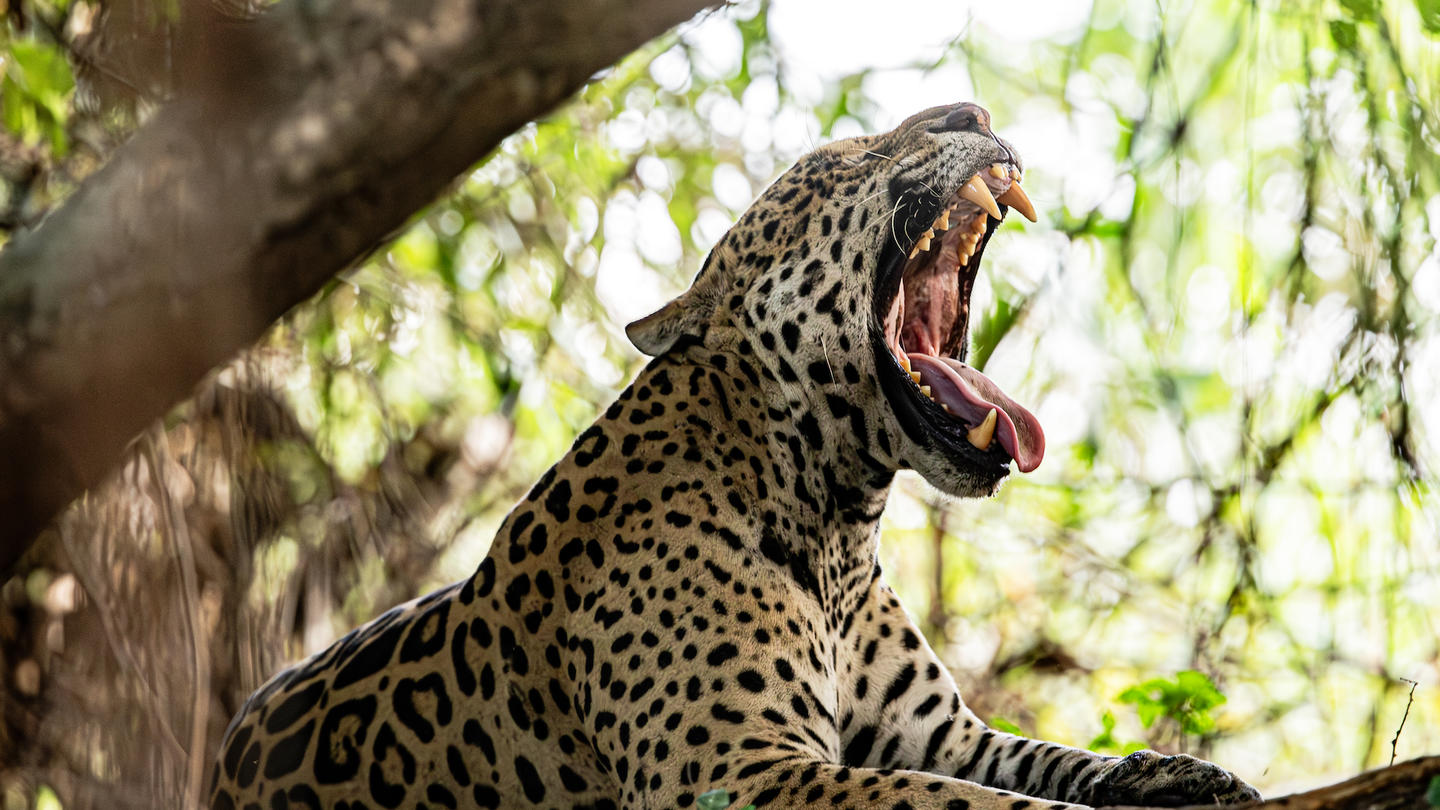 Leopard perched on a tree branch with mouth open, roaring.