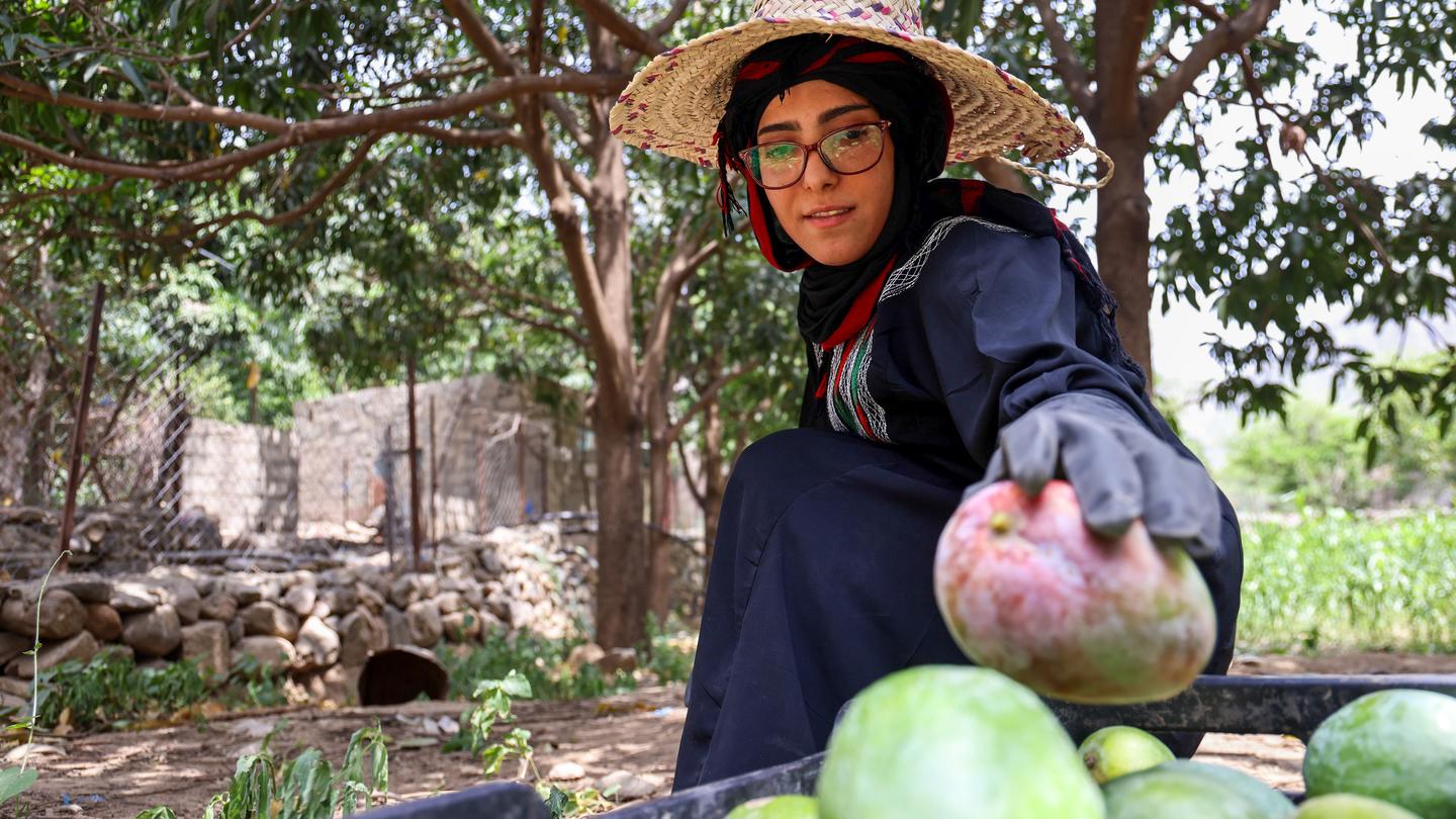 Person in wide-brim hat holds a green melon amid a display of melons in a garden.