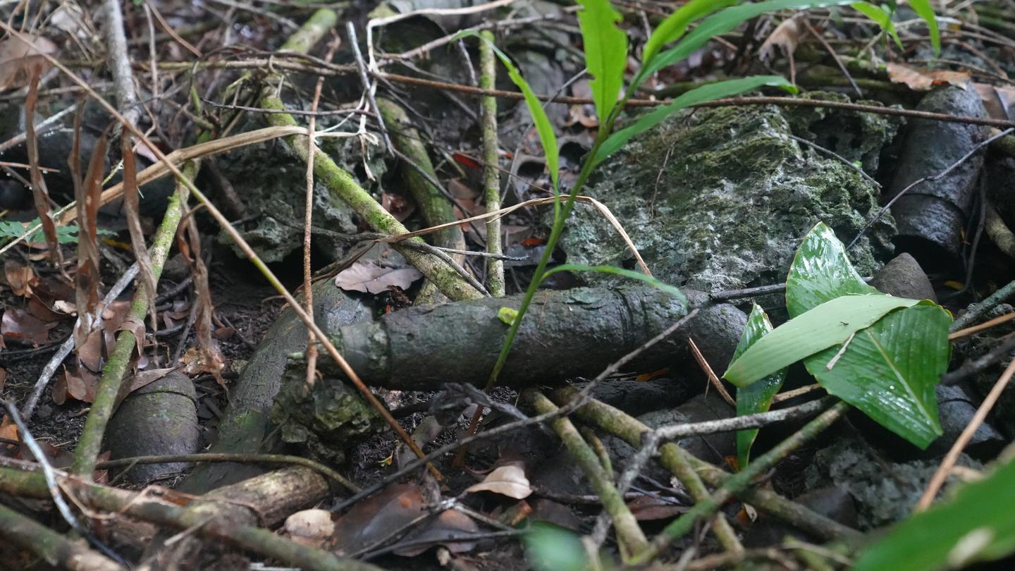Rocky forest floor with moss, twigs, and green leaves.