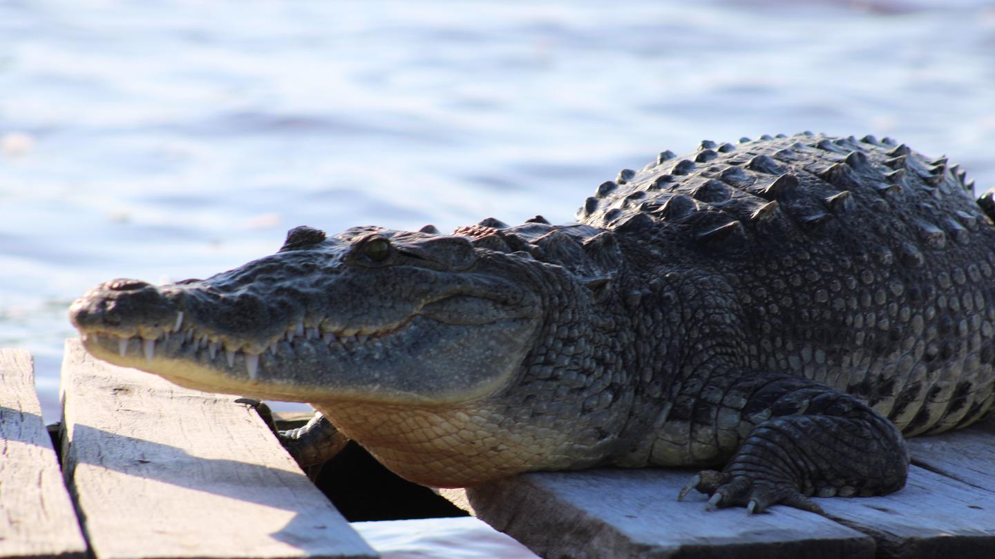 Crocodile resting on a weathered wooden dock by the water.