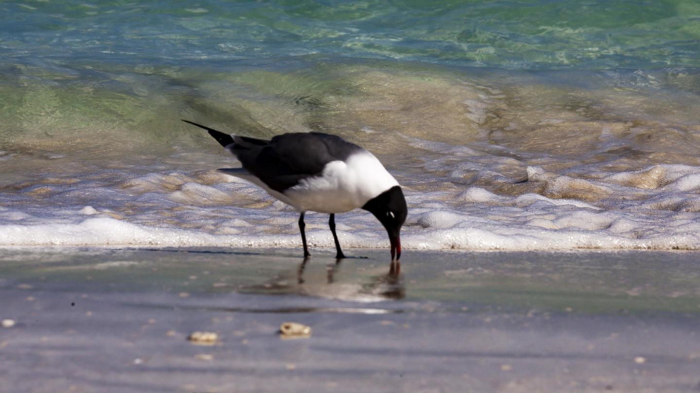 Black-and-white shorebird foraging on wet sand along the shoreline.