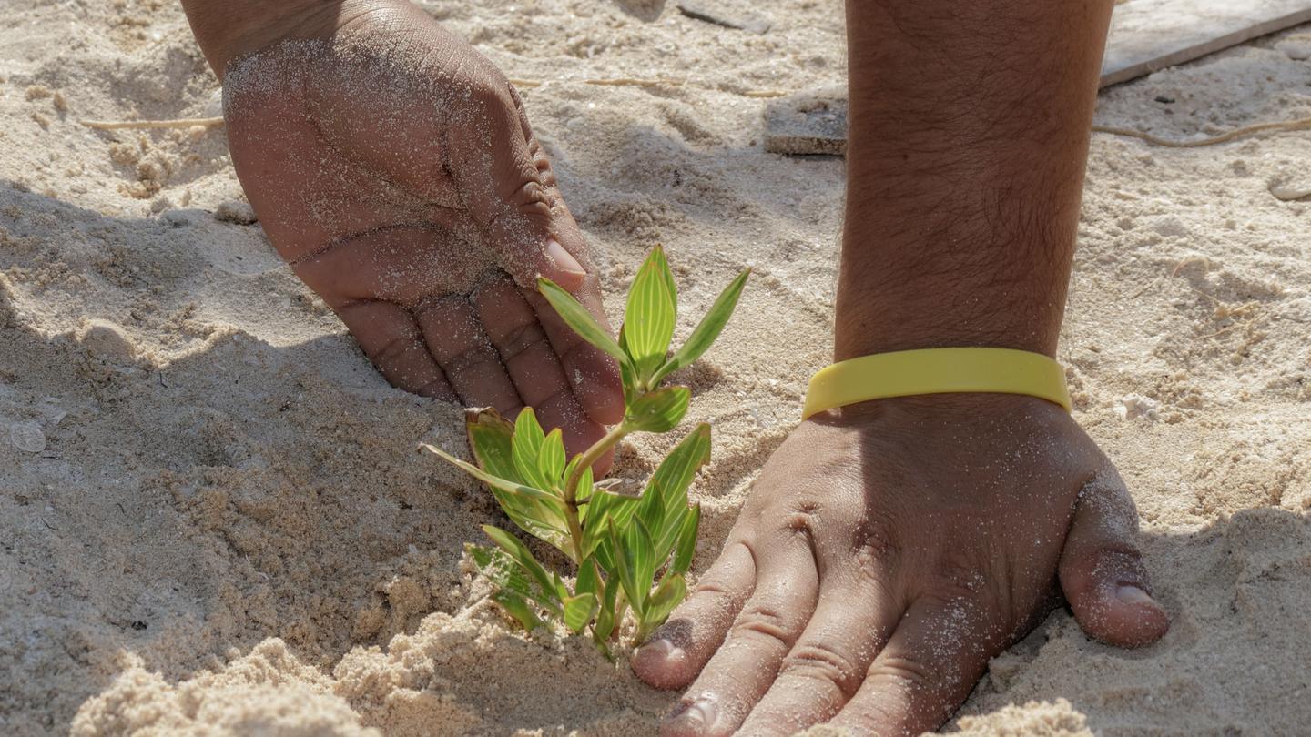 Hands plant a small green seedling in sandy soil; yellow wristband on one wrist.