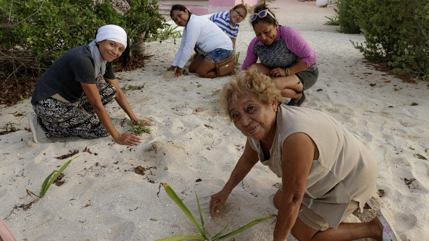 Group of volunteers kneels in the sand, planting young palm saplings.