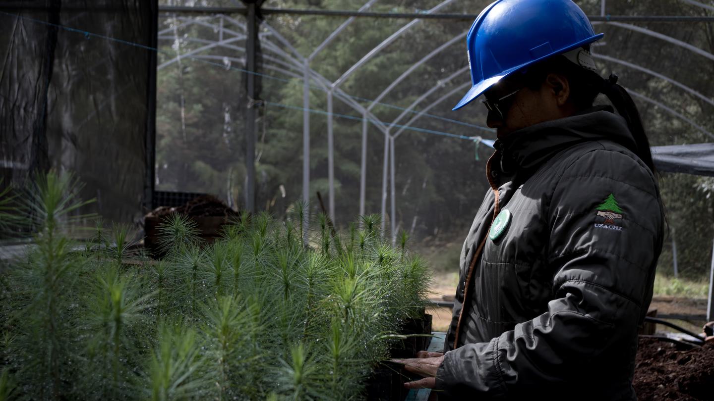 A worker in a blue hard hat inspects young saplings along a fenced, barbed-wire nursery.