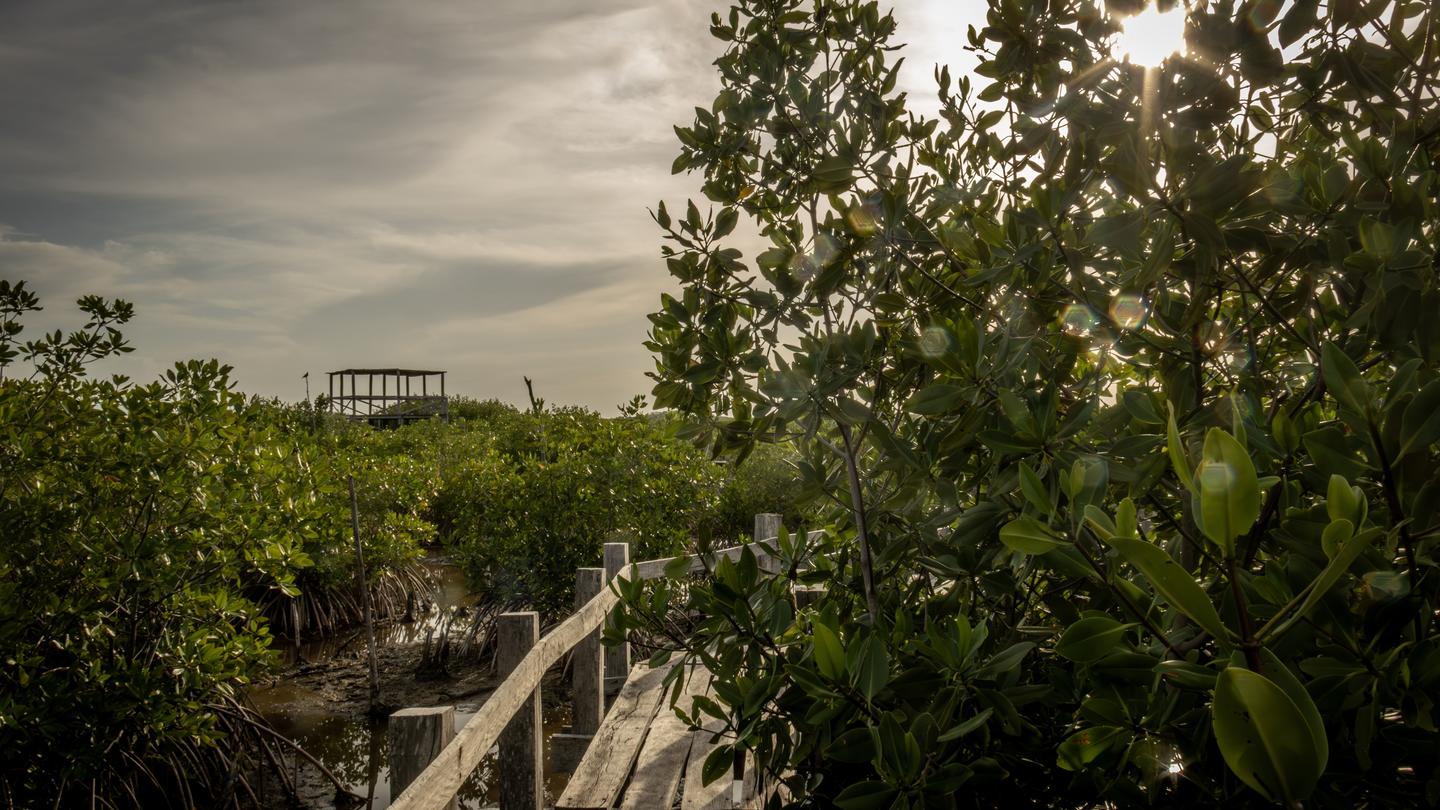 Wooden boardwalk with railing through dense green shrubs under a cloudy sky.