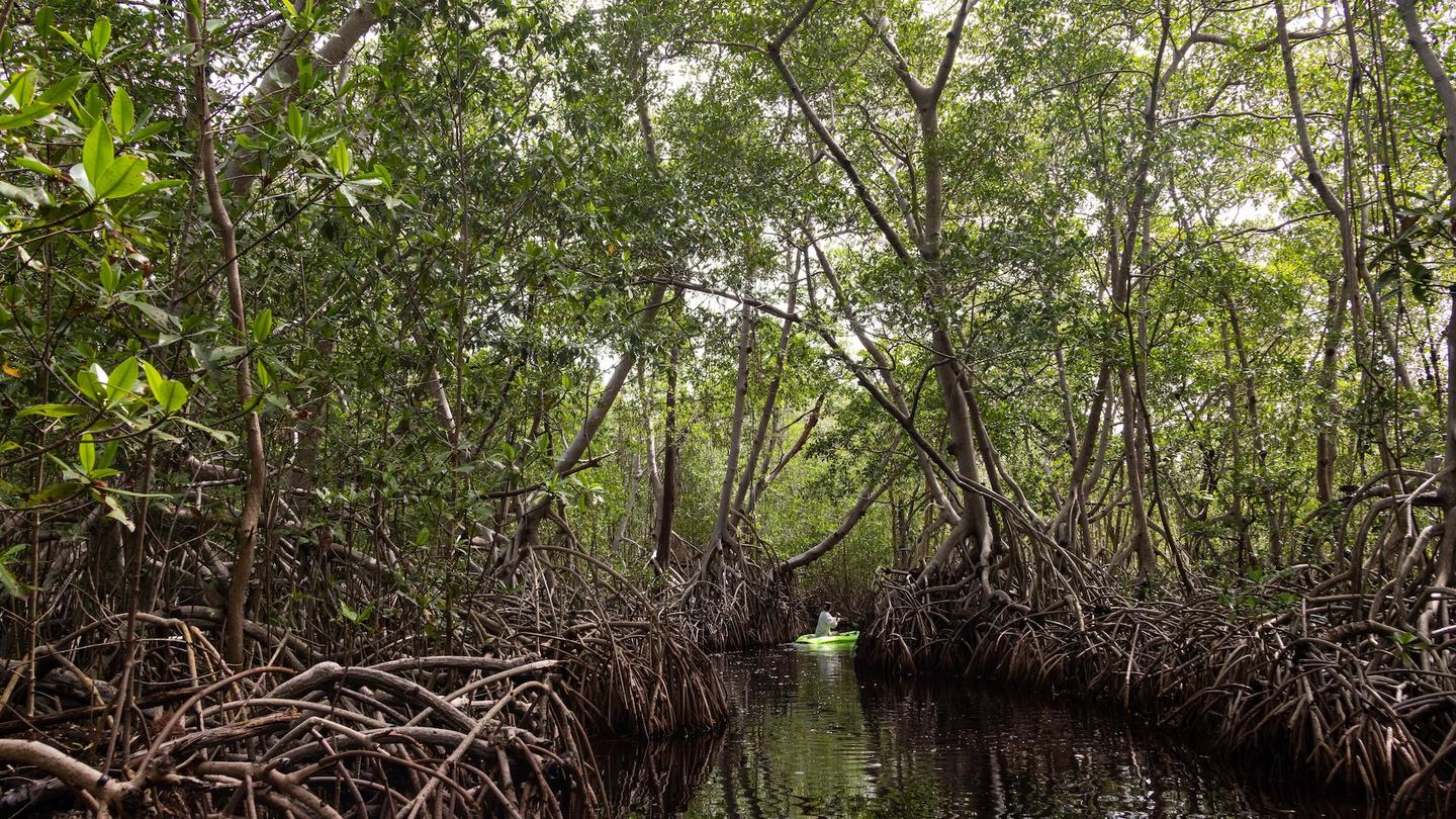 Photograph showing a mangrove swamp with tangled roots, dark water, and dense green canopy.