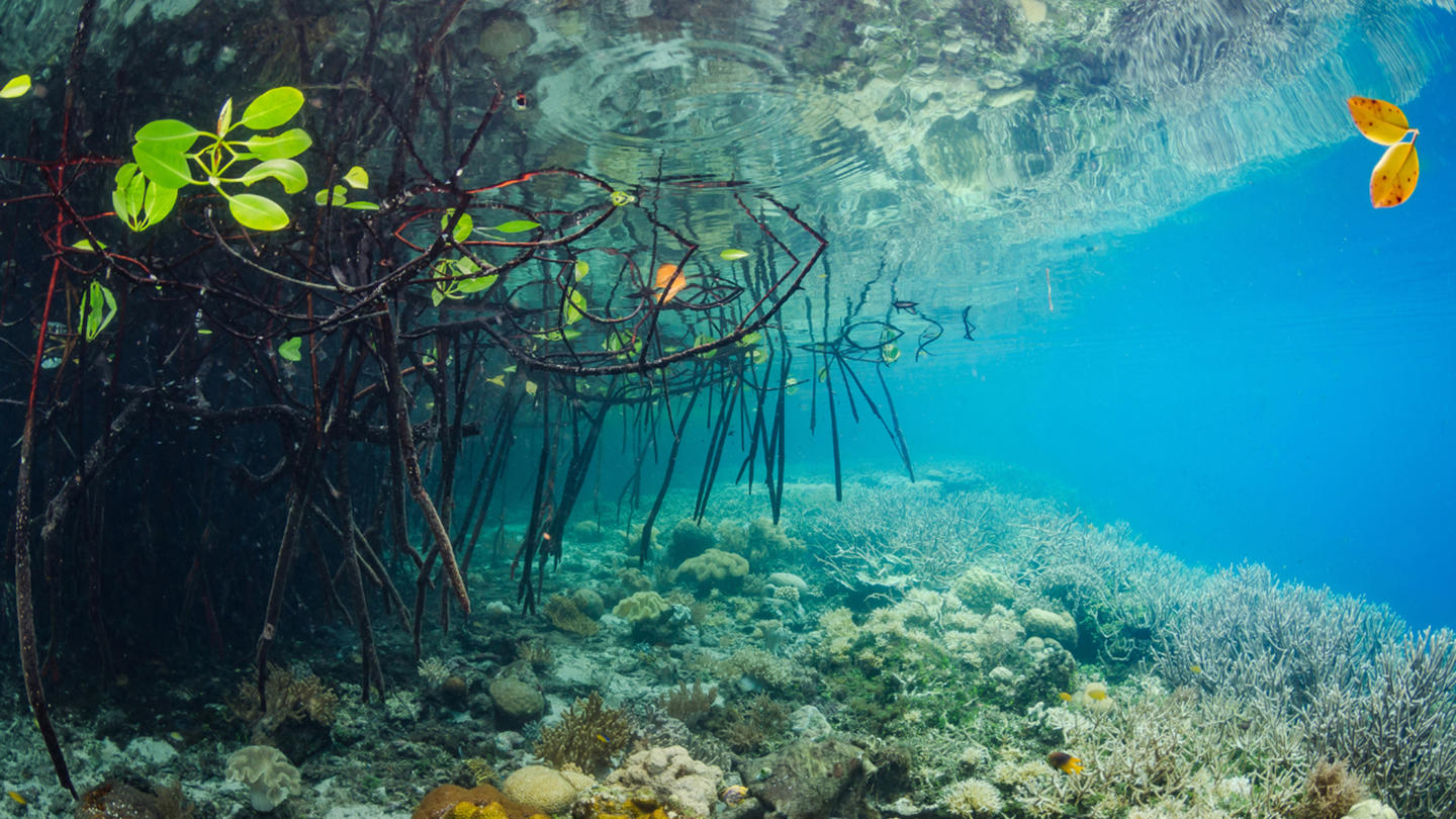 Underwater coral reef with rusted metal framework and a yellow fish.