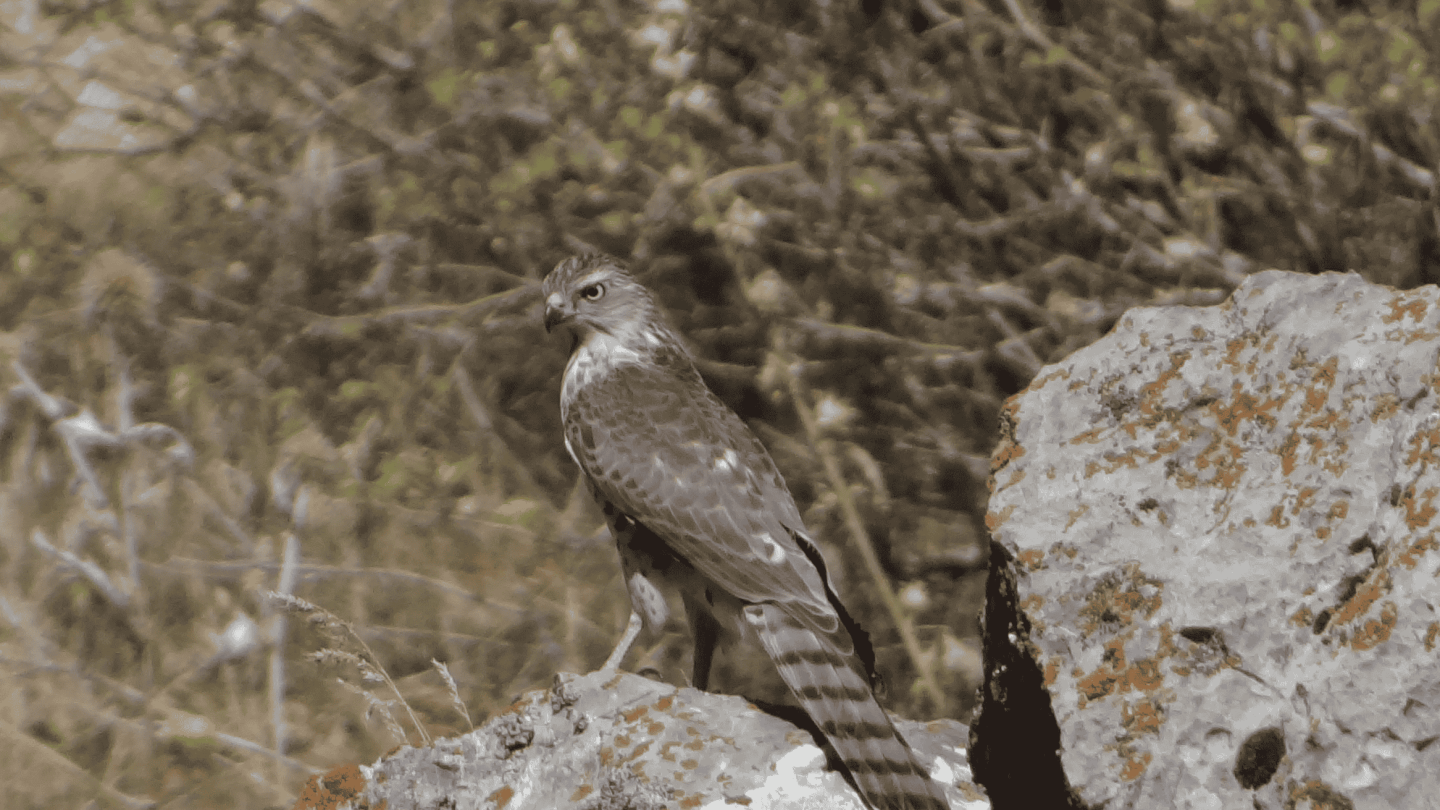Bird of prey perched on a rocky outcrop amid a dry, brown background.