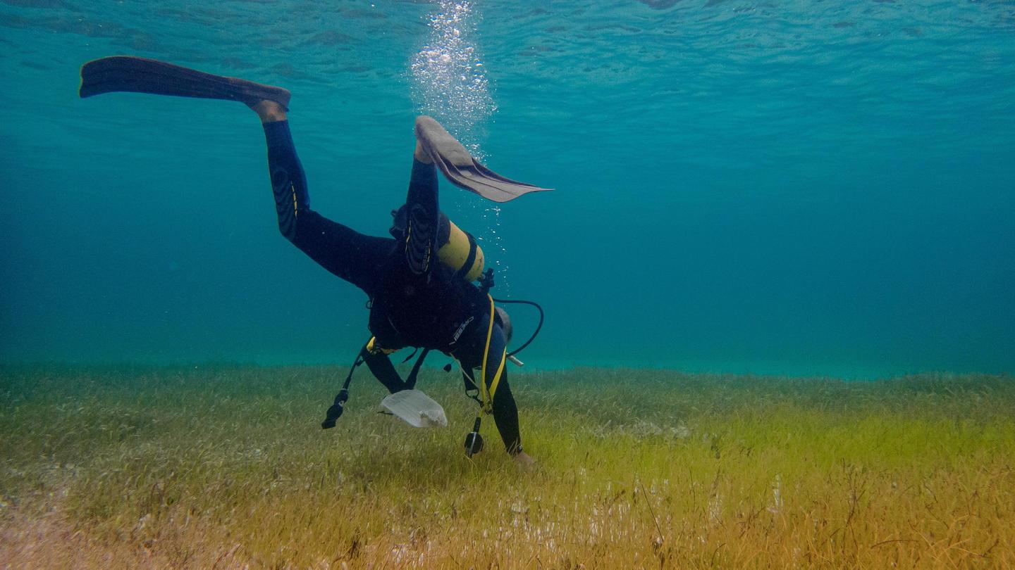 Scuba diver with tank and fins swimming underwater above seagrass bed