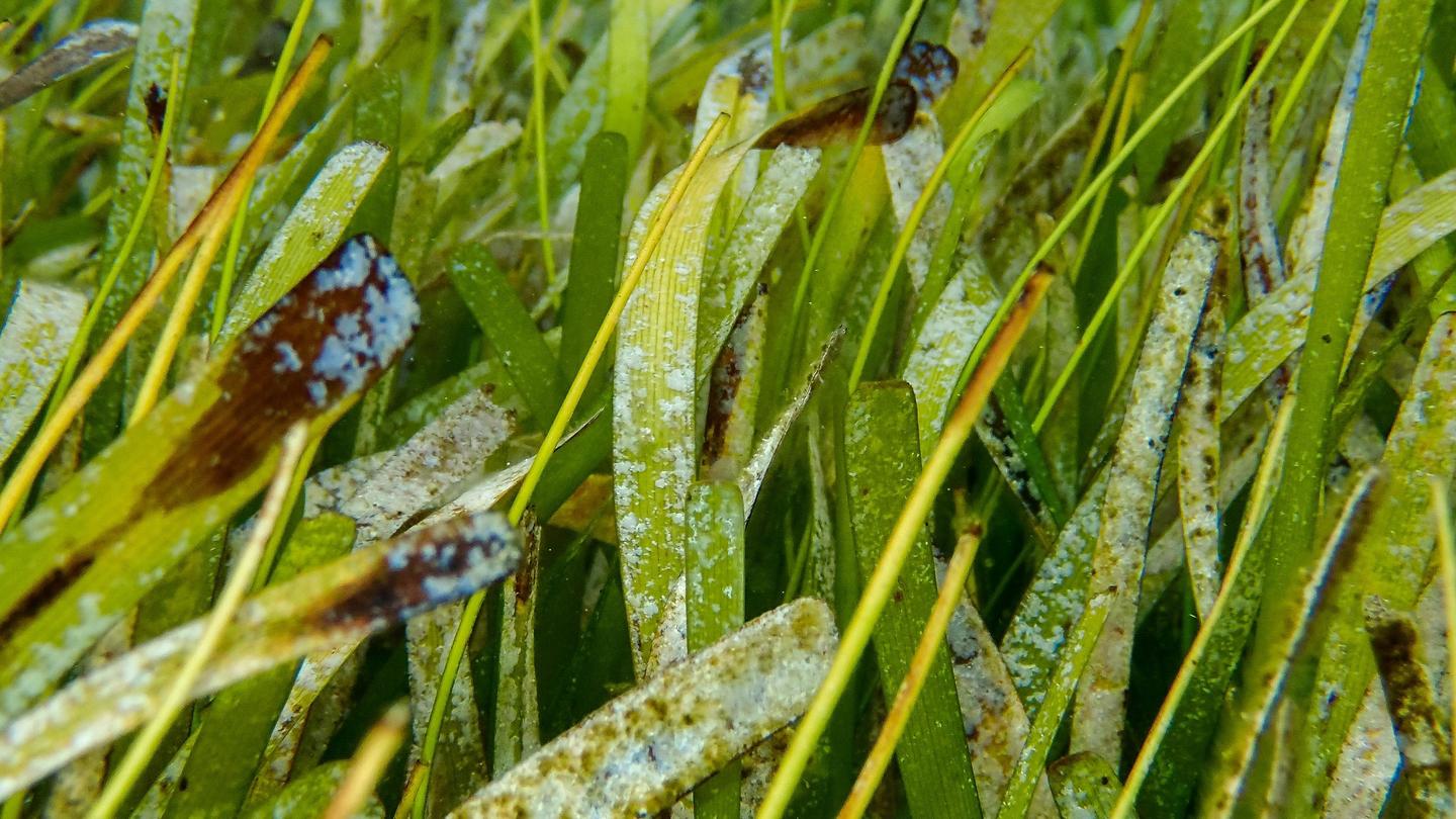 Close-up of green grass blades with dewdrops.