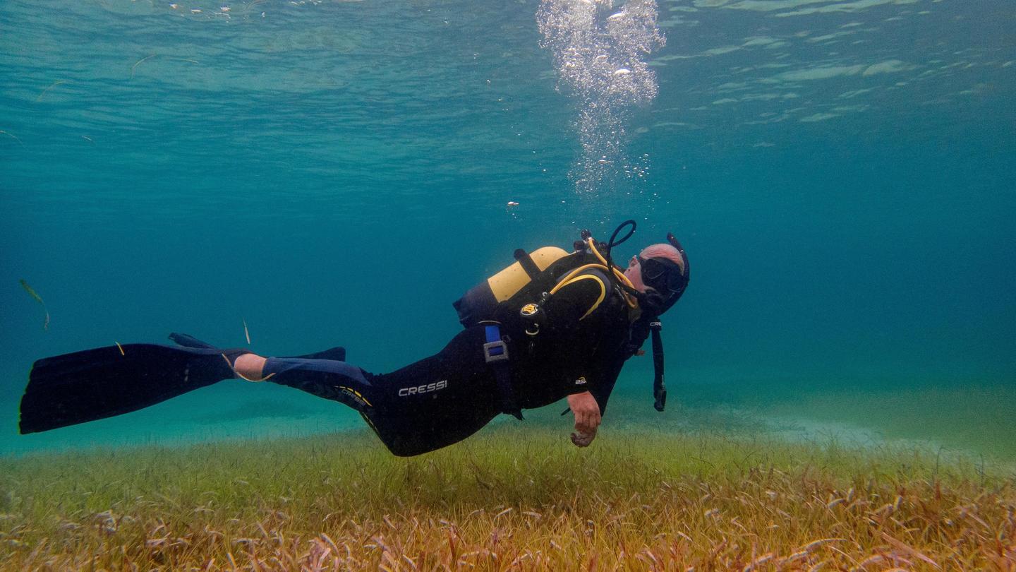 Scuba diver in black wetsuit with yellow tank and fins, swimming above seagrass underwater.