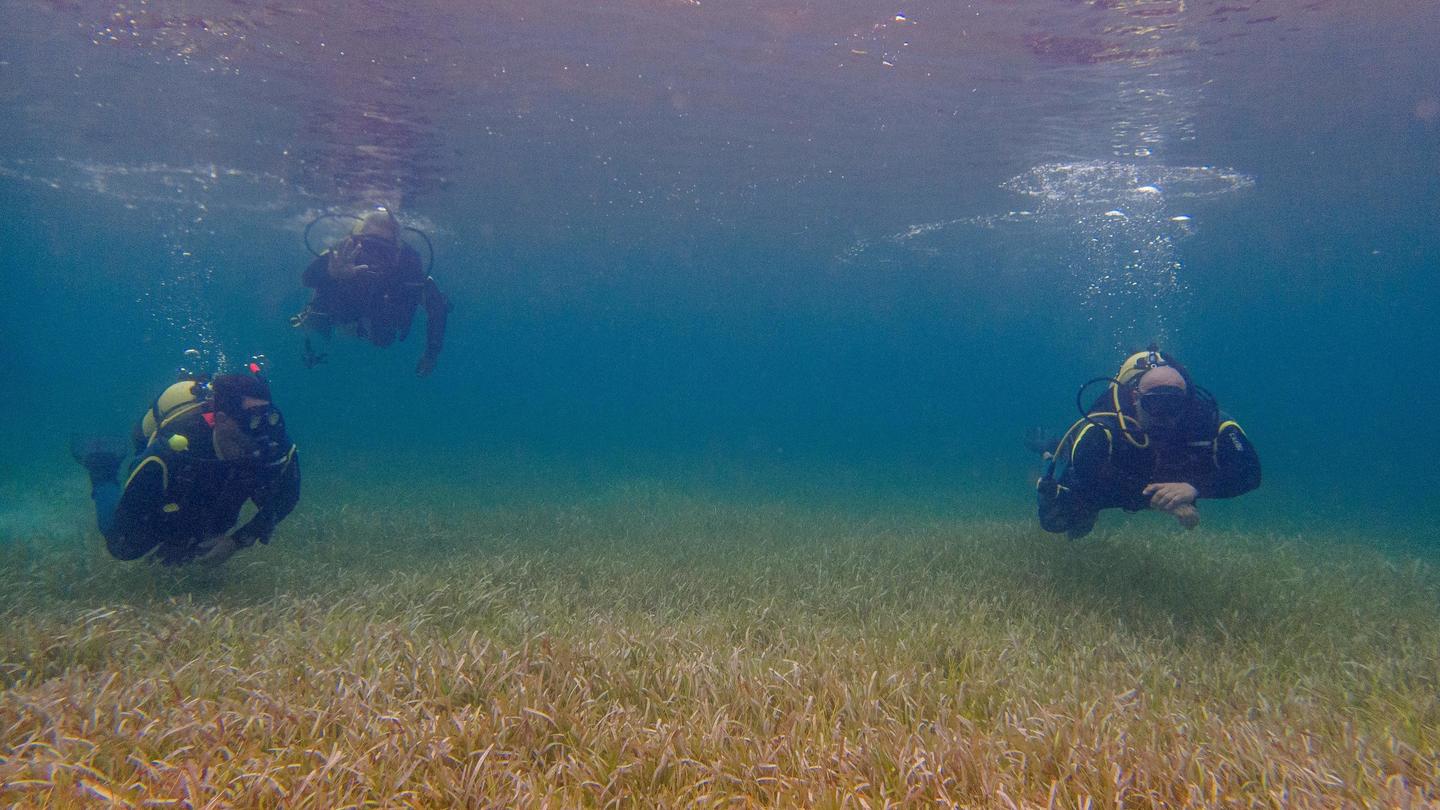 Photograph of two scuba divers swimming over a seagrass-covered seabed underwater.