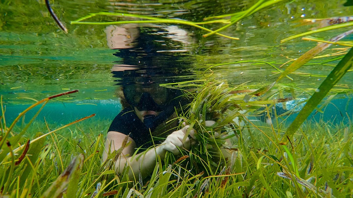 Photo: Person wearing a diving mask underwater among green aquatic plants.