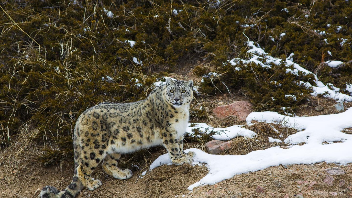 Leopard walking along rocky, snow-dusted ground beside dense shrubs.