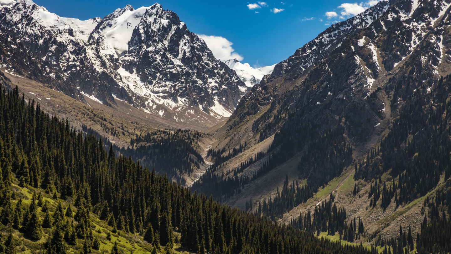 Snow-capped mountain peaks loom over a pine forest in a green valley under a blue sky.