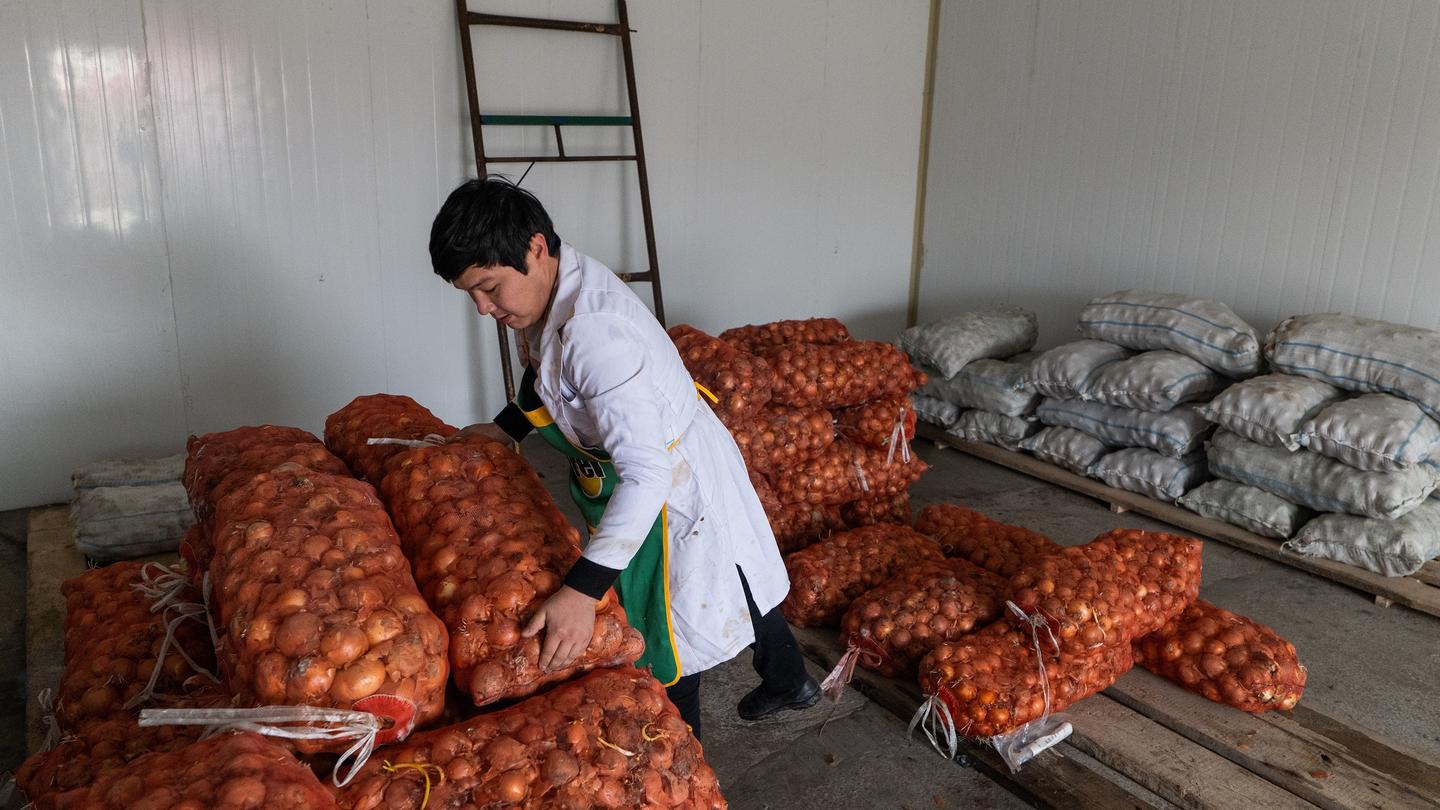 Photograph of a person in a white coat sorting bags of onions in a storage room.