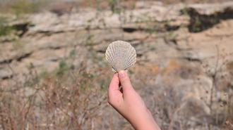 A hand holds a small seashell against a rocky, natural background.