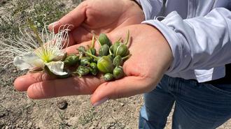 A person holds a variety of small green buds and a white flower in their hands.