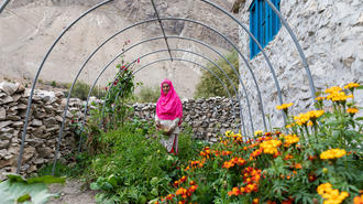 Person in pink jacket walks inside a greenhouse tunnel amid blooming yellow flowers.