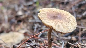 Brown-capped mushroom with a slender stem among pine needles on a forest floor.
