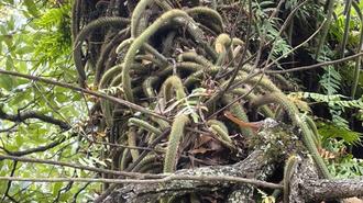 Photograph of a tree with tangled aerial roots and twisting vines among green leaves.