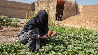 Photograph of a woman in a black hijab tending leafy crops in field, with mud-brick houses behind.