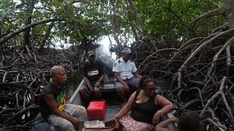 Group of people sitting under a shelter formed by mangrove roots, gathered around a small table.