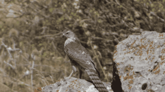 Bird of prey perched on a rocky outcrop amid a dry, brown background.
