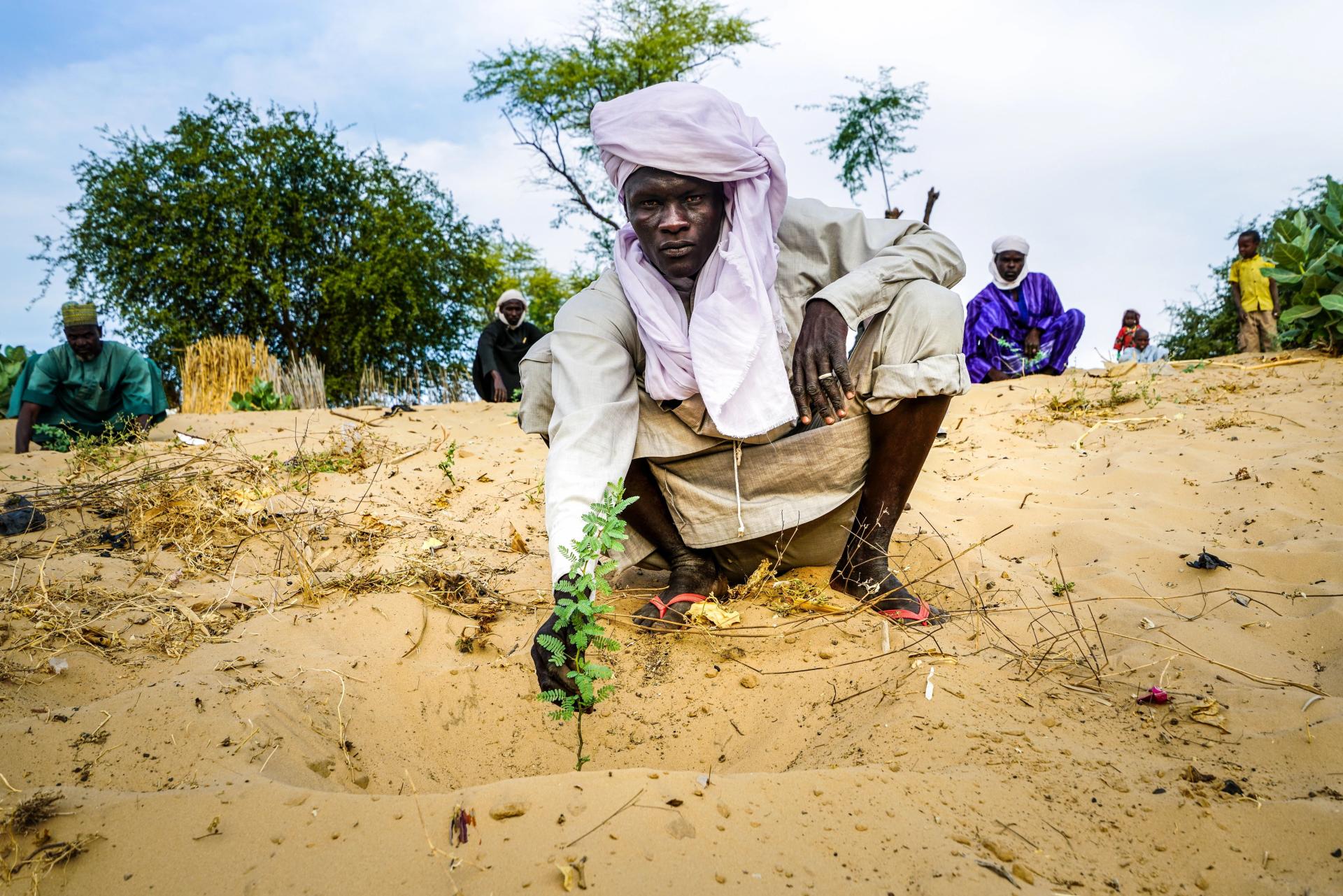 Lake Chad Desertification Planting