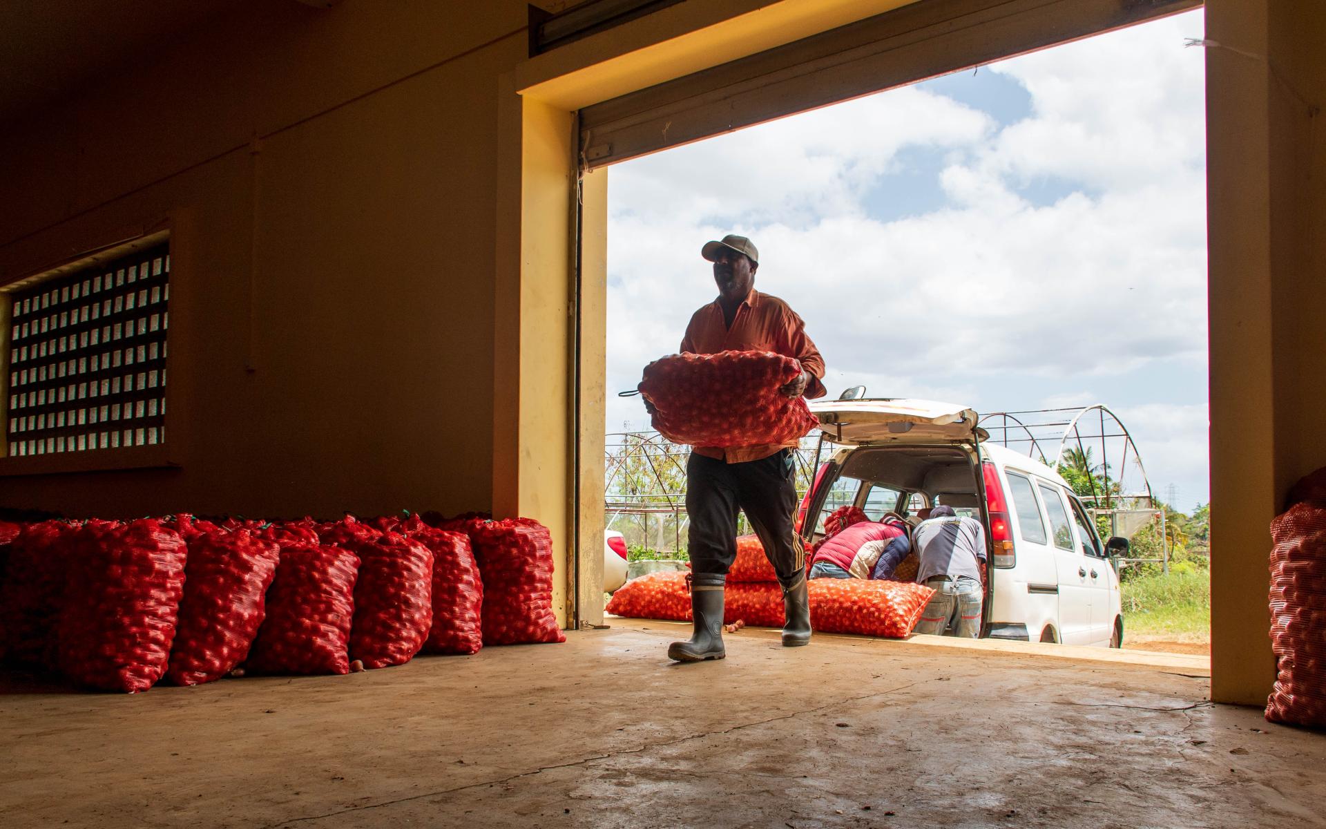 Onion harvesting in Mauritius