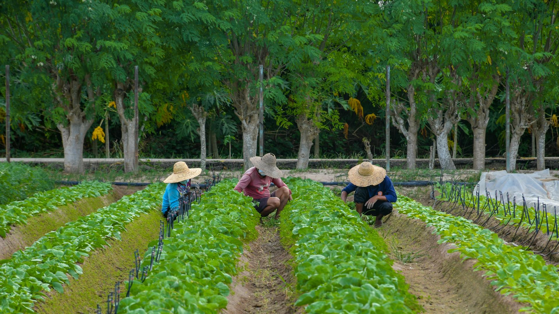 Climate Smart Agriculture