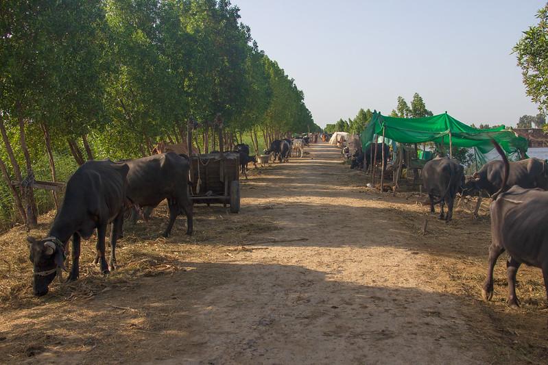 Pakistan floods roadside camp