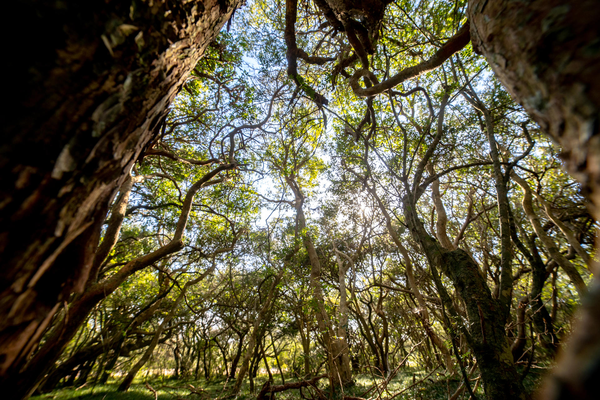 Uruguay, bosque nativio