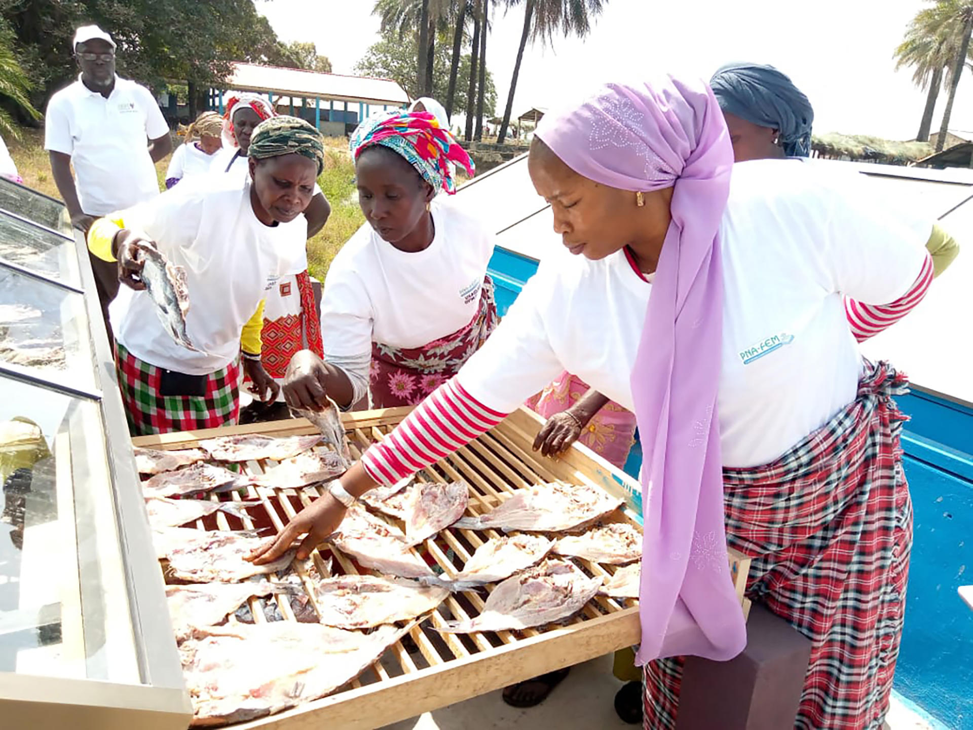 3 femmes touchent du poisson séchées sur un séchoir