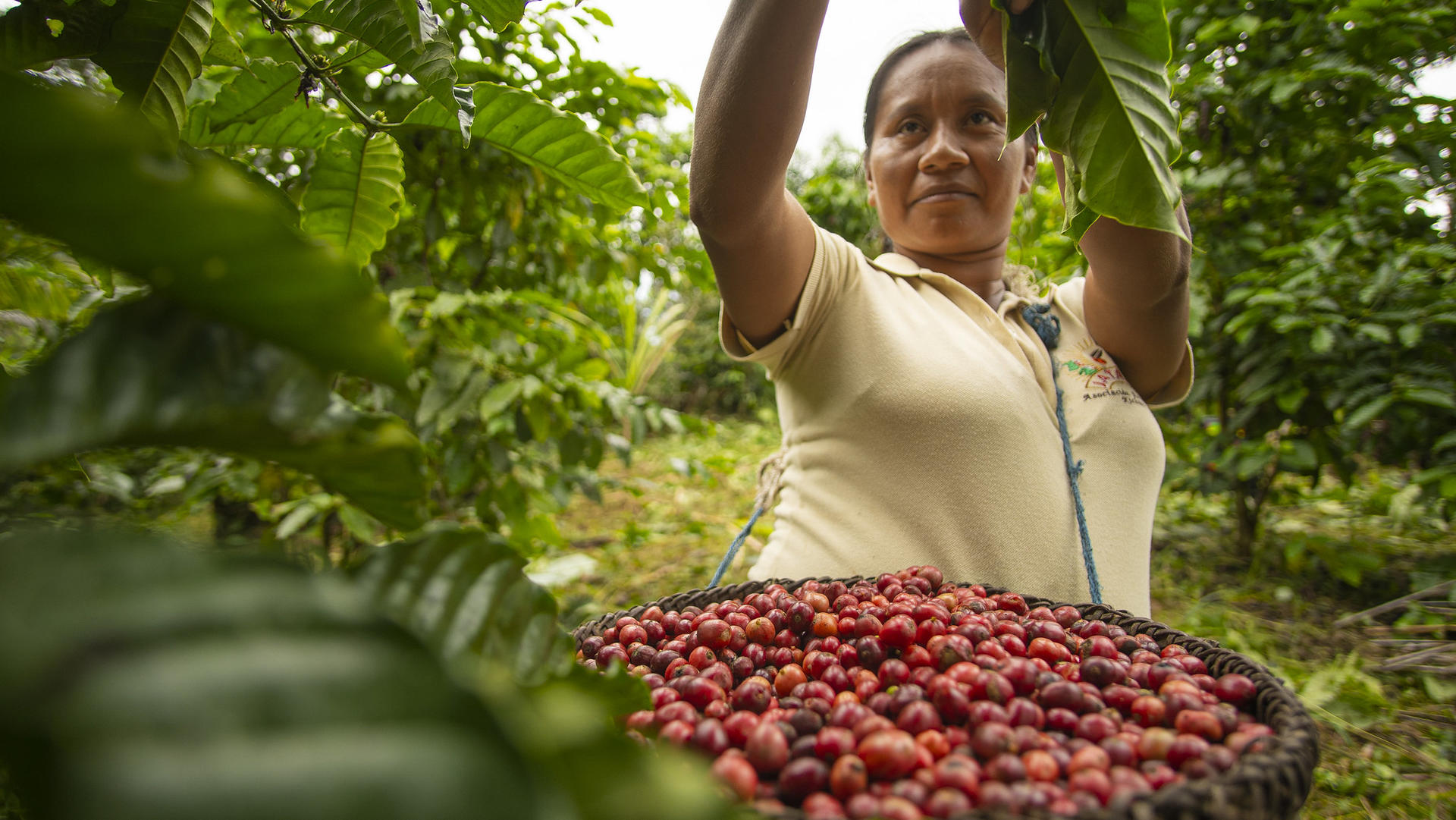 Woman in yellow shirt stands in forest next to tray of red berries