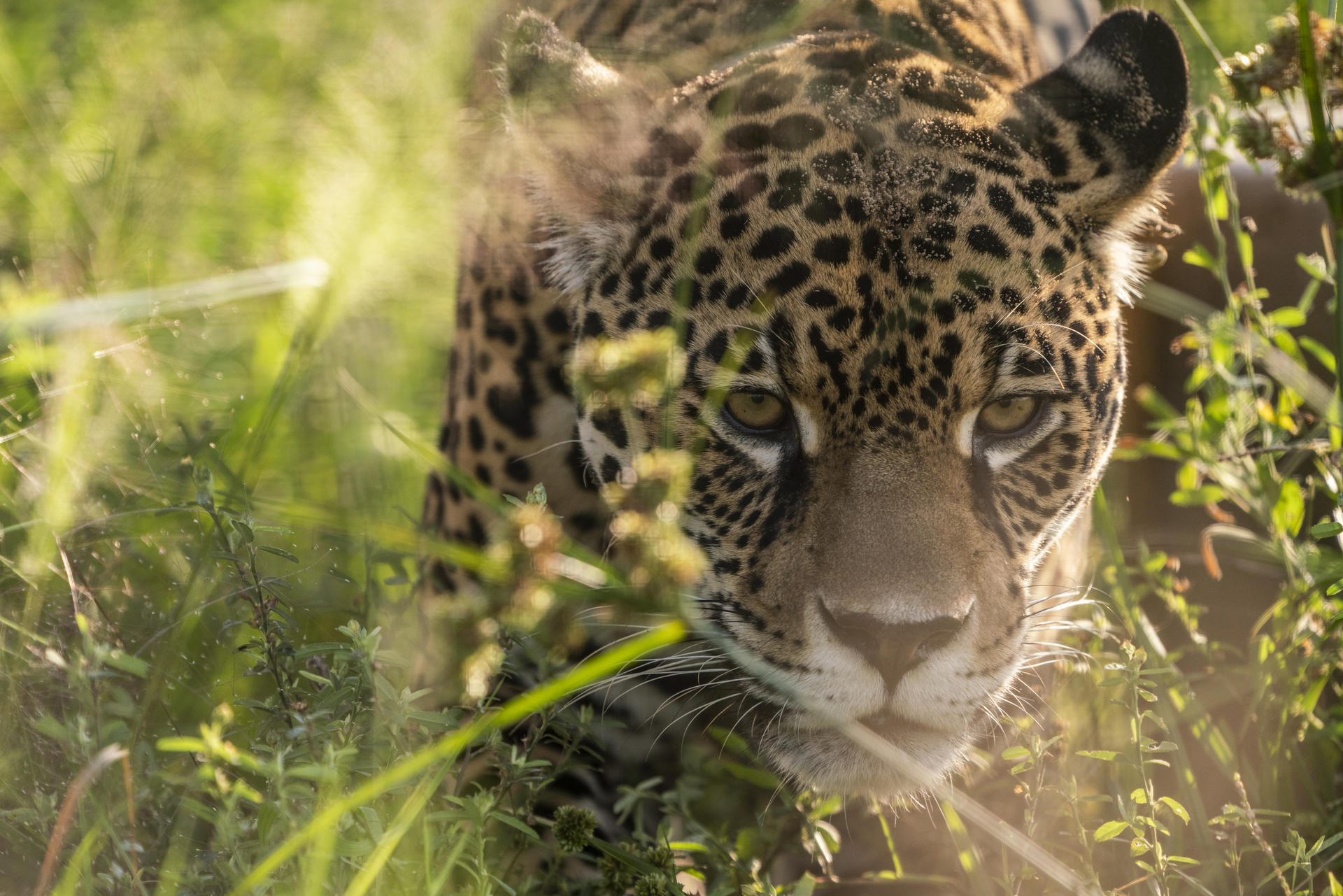 GEF SGP story: A Giant Leap. Jaguar at San Alonso, Argentina. Photo: Rafael Abuin/Rewilding Argentina