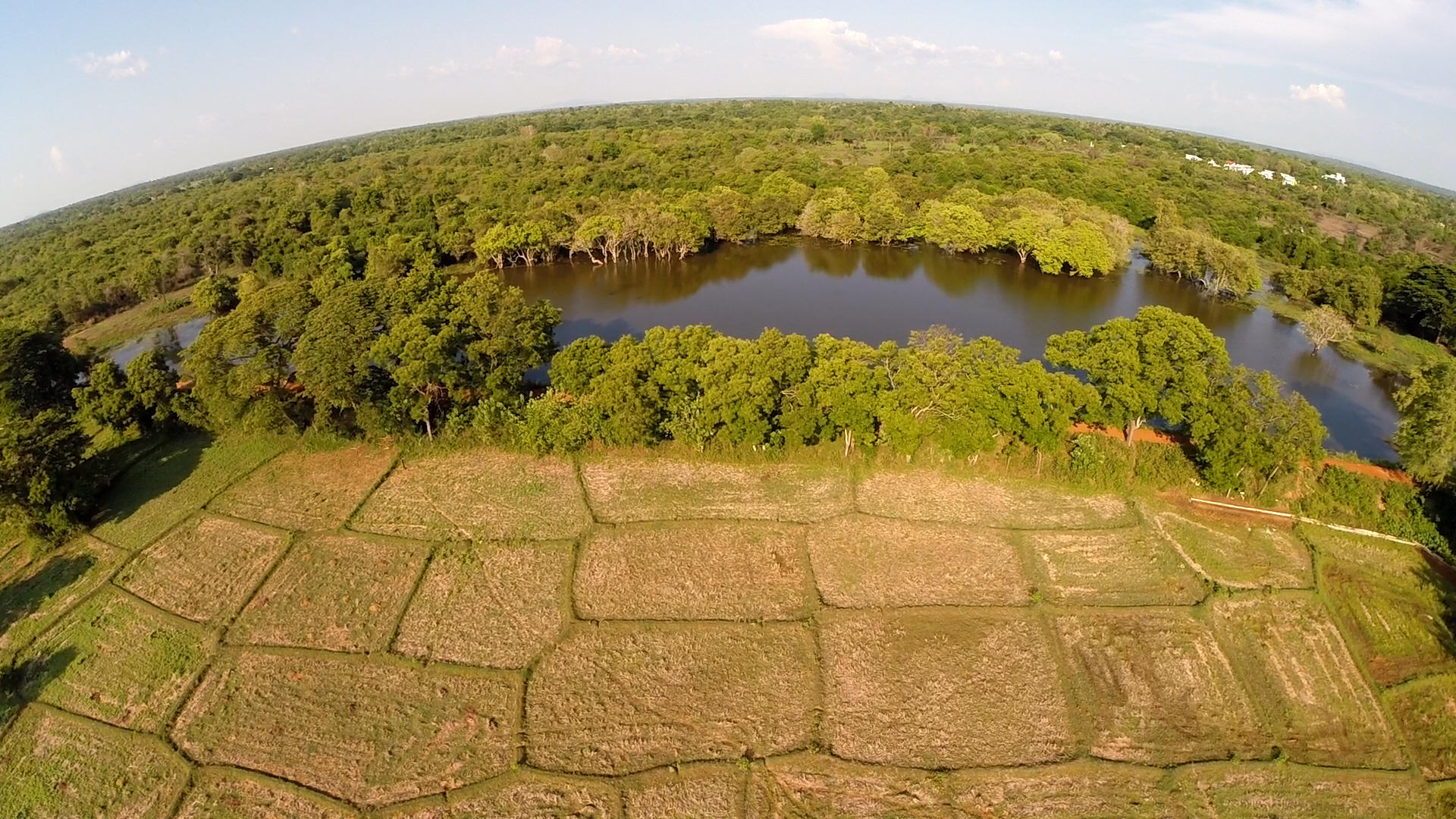 As the torrential rains  continues much of the dry zone is crippled by drought-like conditions