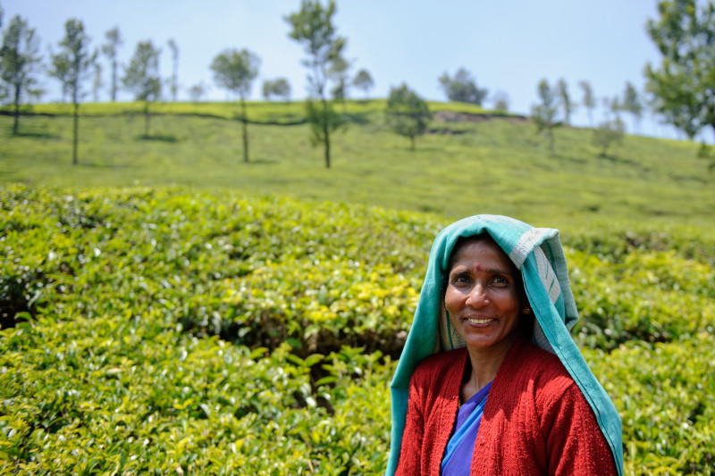 Woman with cloth on head in tea field