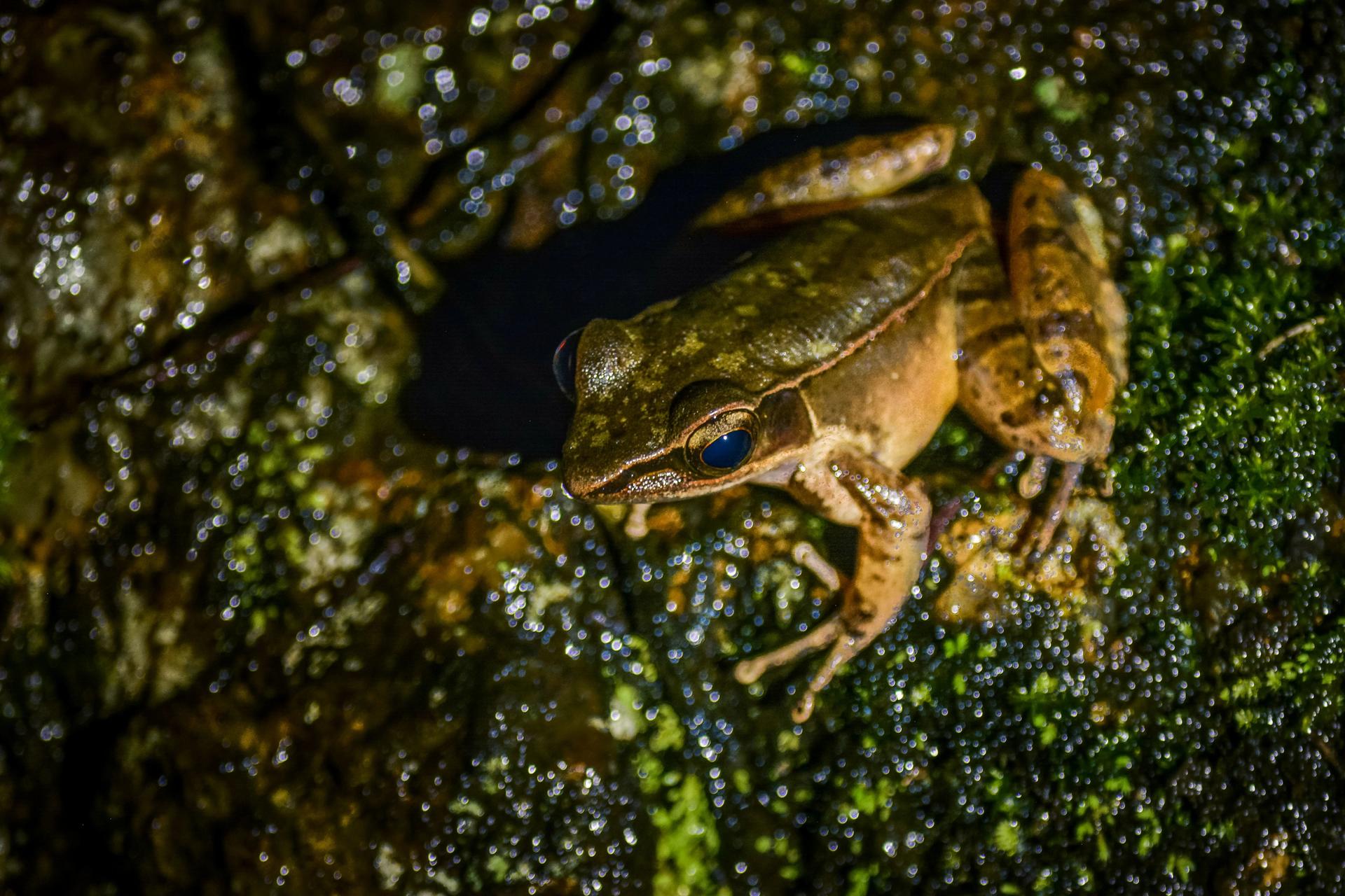 Close up frog sitting on greenery