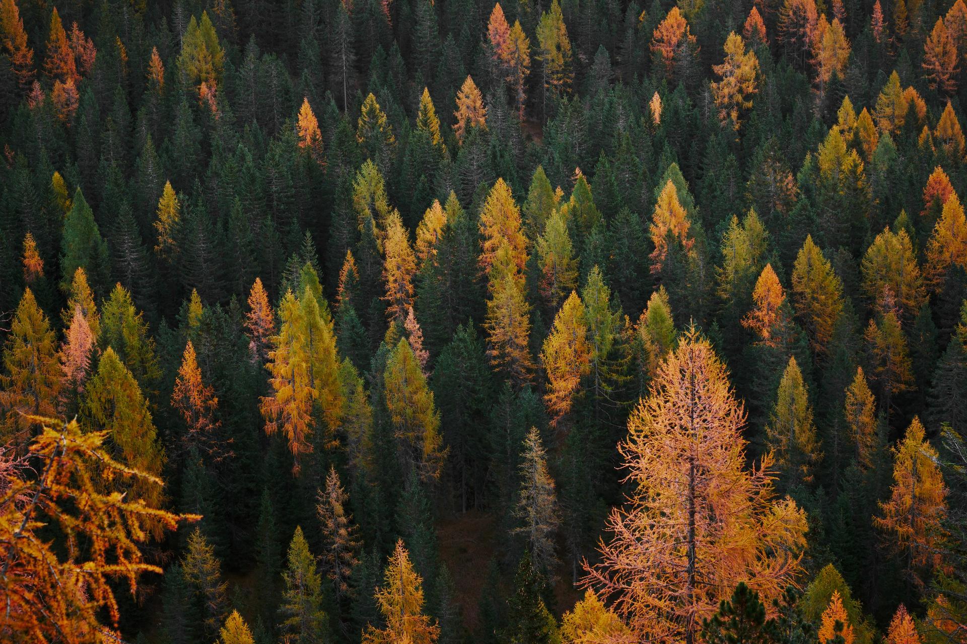 Luca Bravo/Unsplash