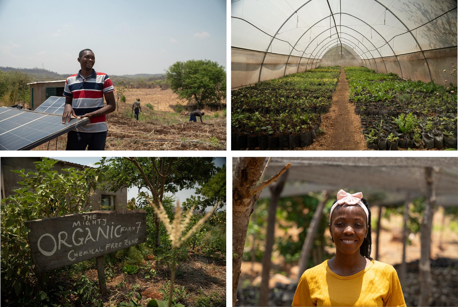Zambia Organic Farm7