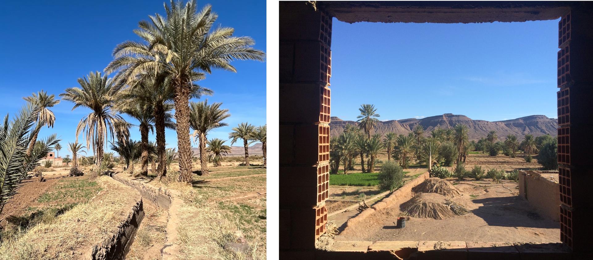 Photos of dry irrigation channels and date trees