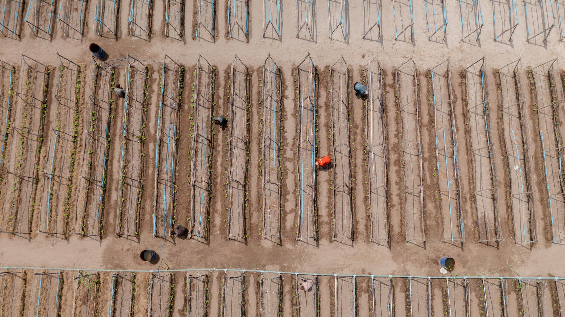 aerial image of a farm in Maldives