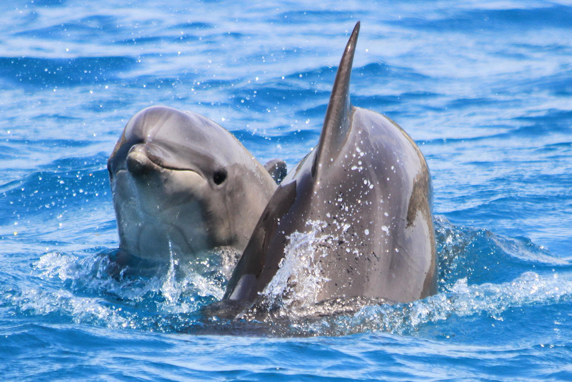 Black Sea Dolphin Monitoring