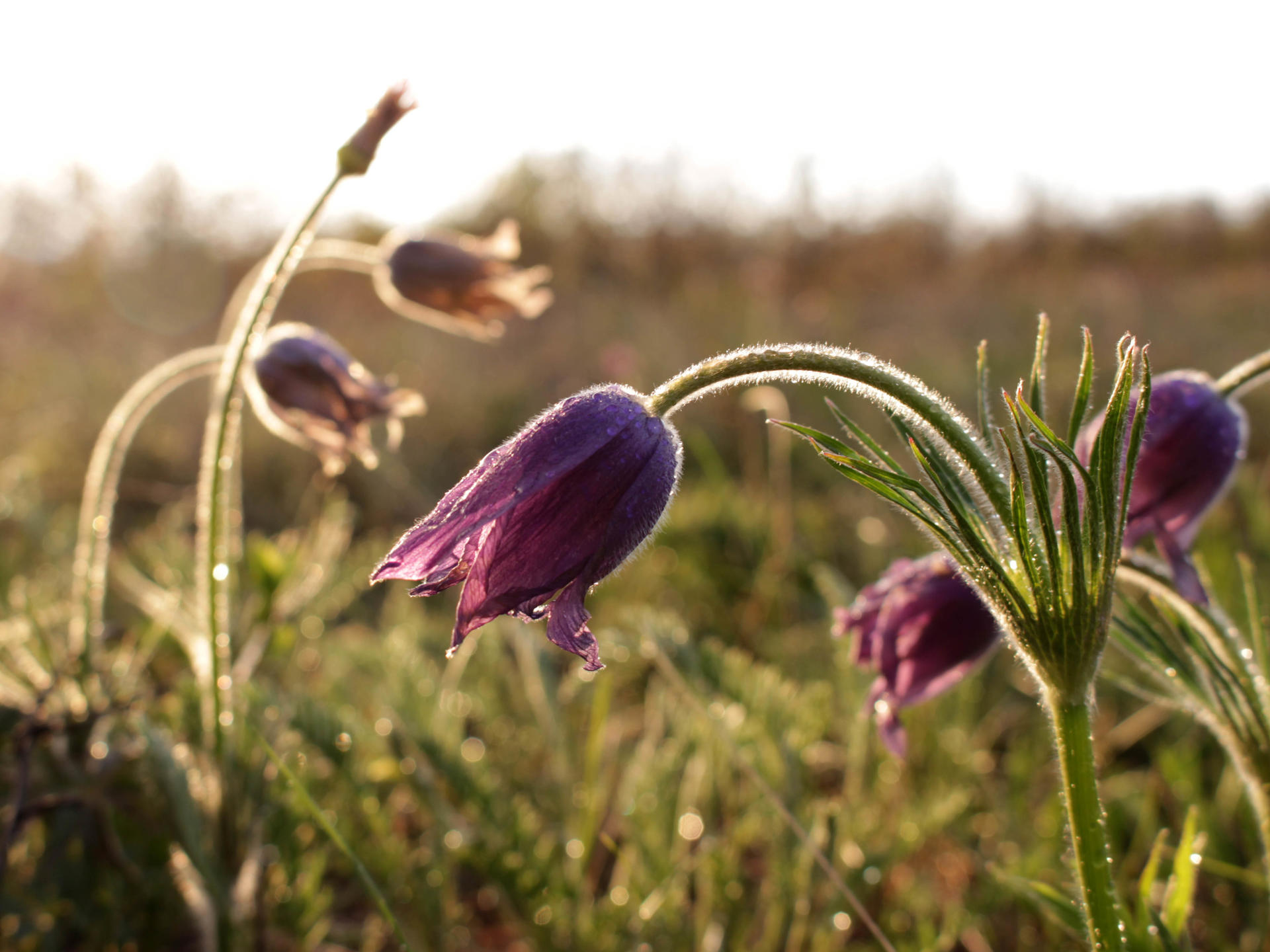 Wild tulips blossom in spring. Photo: Andrea Egan/UNDP
