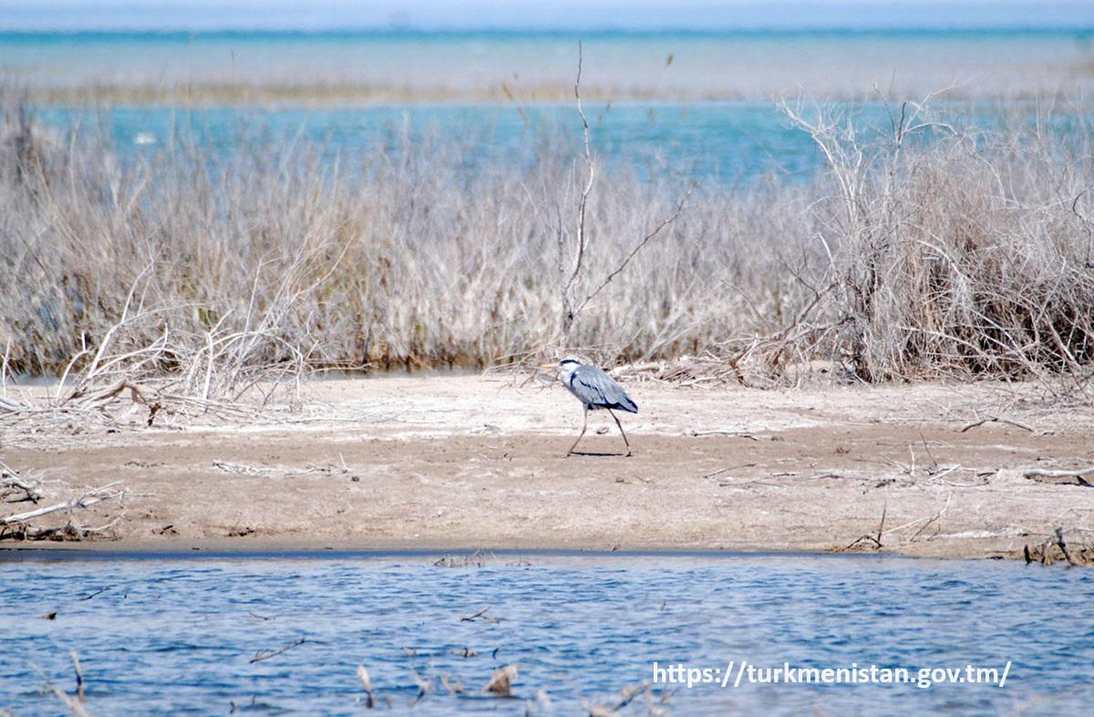 Kaplankyr National Reserve, Turkmenistan. small bird walking through the beach